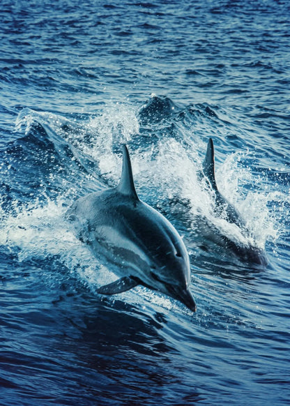 Dolphin House - hurghadamixtrip