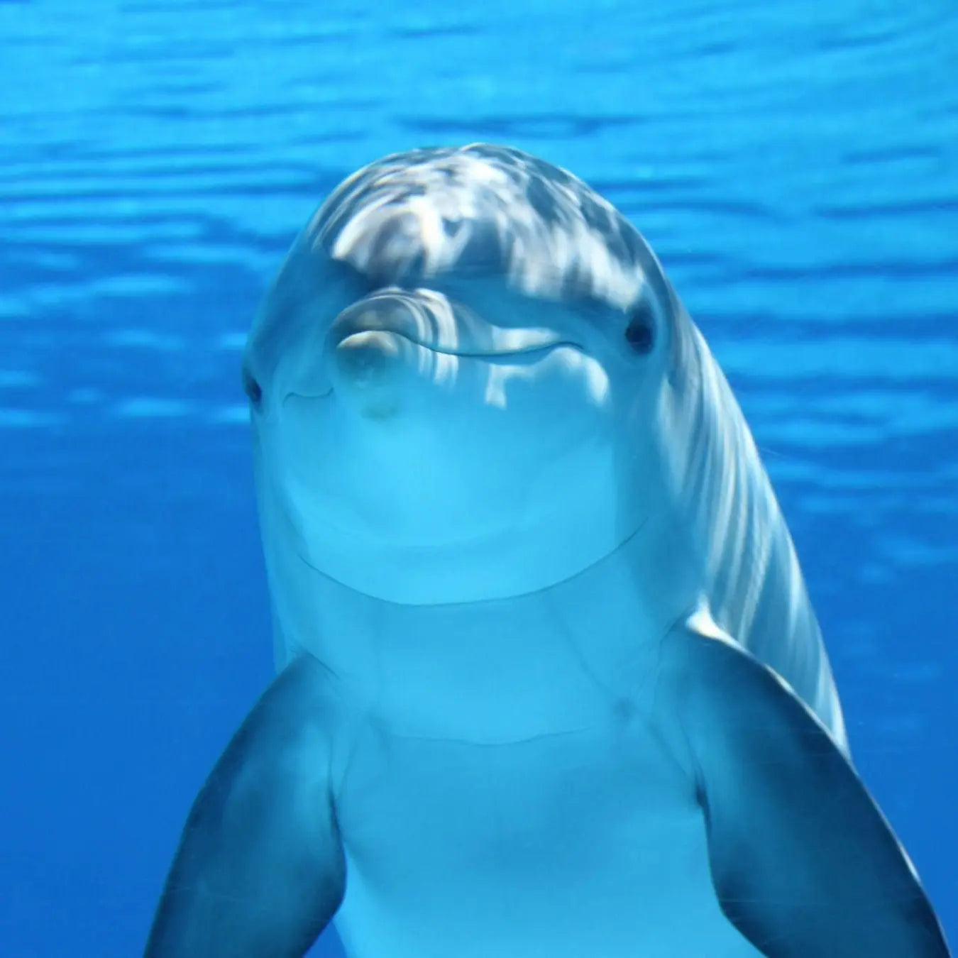 Dolphin House - hurghadamixtrip