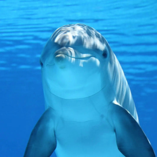 Dolphin House - hurghadamixtrip