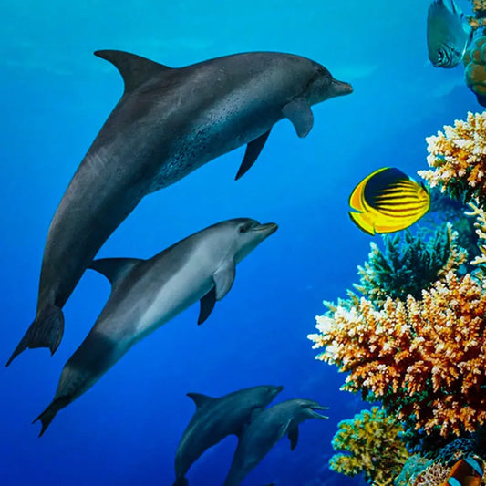 Dolphin House - hurghadamixtrip
